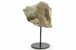 Fossil Sauropod Partial Vertebra w/ Metal Stand - Colorado #363646