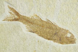 Uncommon Juvenile Fish Fossil (Mioplosus) - Wyoming #363778