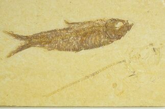 Detailed Fossil Fish (Knightia) - Wyoming #363783