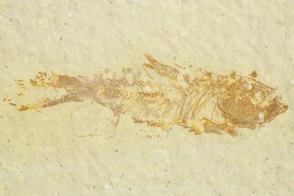 Juvenile Fossil Fish (Knightia) - Wyoming #363787