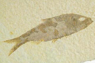 Detailed Fossil Fish (Knightia) - Wyoming #363789