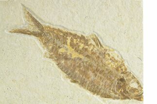 Detailed Fossil Fish (Knightia) - Wyoming #363797