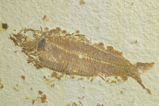 Fossil Fish (Knightia) - Wyoming #363798