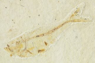 Bargain, Juvenile Fossil Fish (Diplomystus) - Wyoming #363802
