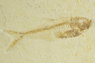 Bargain, Fossil Fish (Diplomystus) - Wyoming #363811