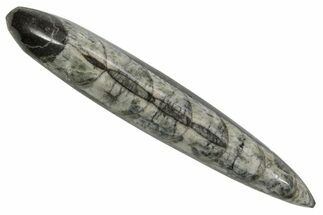 Polished Fossil Orthoceras (Cephalopod) - Morocco #363850