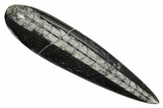 Polished Fossil Orthoceras (Cephalopod) - Morocco #363854