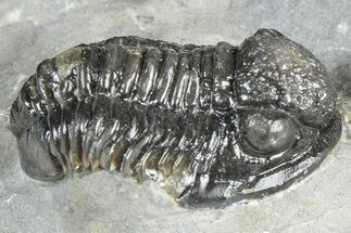 Detailed Gerastos Trilobite Fossil - Morocco #363933