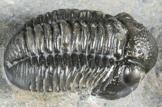Detailed Gerastos Trilobite Fossil - Morocco #363935