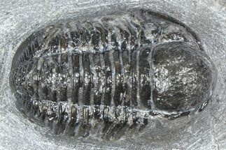 Bargain, Gerastos Trilobite Fossil - Morocco #363937