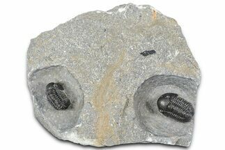 Two Detailed Gerastos Trilobite Fossils - Morocco #363955