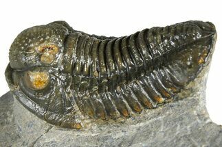 Detailed Gerastos Trilobite Fossil - Morocco #363956