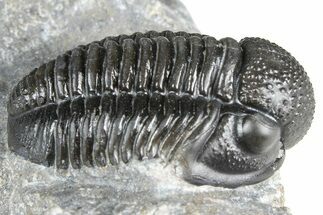 Detailed Gerastos Trilobite Fossil - Morocco #363957