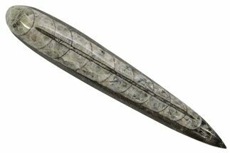 Polished Fossil Orthoceras (Cephalopod) - Morocco #363829