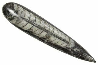 Polished Fossil Orthoceras (Cephalopod) - Morocco #363832