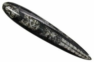 Polished Fossil Orthoceras (Cephalopod) - Morocco #363837