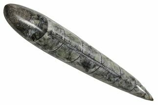 Polished Fossil Orthoceras (Cephalopod) - Morocco #363845