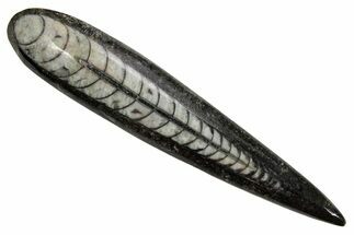 Polished Fossil Orthoceras (Cephalopod) - Morocco #363847