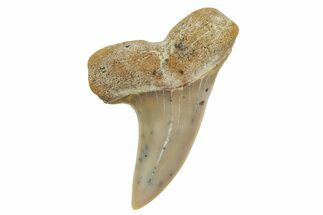 Fossil Shark Tooth (Carcharodon planus) - Bakersfield, CA #363969