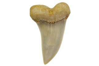Fossil Shark Tooth (Carcharodon planus) - Bakersfield, CA #363970