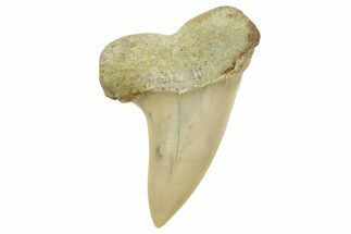 Fossil Shark Tooth (Carcharodon planus) - Bakersfield, CA #363999