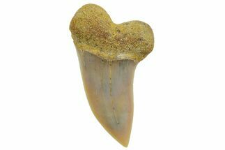 Fossil Shark Tooth (Carcharodon planus) - Bakersfield, CA #364000
