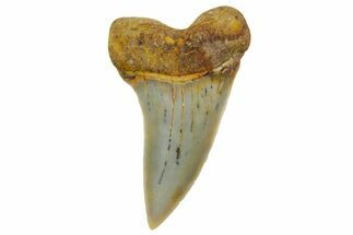 Fossil Shark Tooth (Carcharodon planus) - Bakersfield, CA #364031