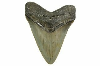 Serrated, Juvenile Megalodon Tooth - North Carolina #363682