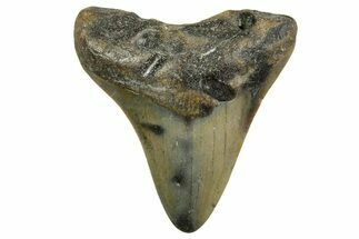 Juvenile Megalodon Tooth - North Carolina #363683