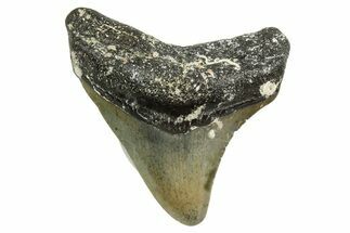Juvenile Megalodon Tooth - North Carolina #363685