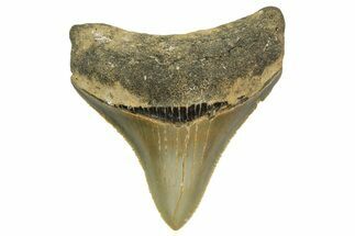 Serrated, Juvenile Megalodon Tooth - North Carolina #363686