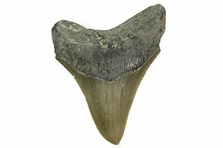 Serrated, Fossil Megalodon Tooth - North Carolina #363707