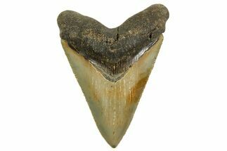 Serrated, Fossil Megalodon Tooth - North Carolina #363708