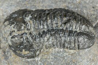 Bargain, Detailed Gerastos Trilobite Fossil - Morocco #363948