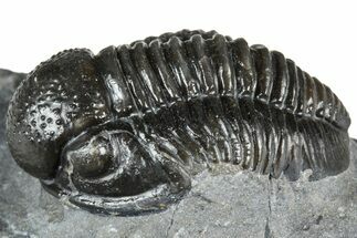 Detailed Gerastos Trilobite Fossil - Morocco #363953