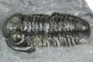 Detailed Gerastos Trilobite Fossil - Morocco #363954