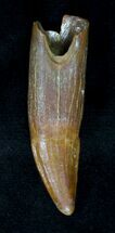 Beautiful Rooted Cretaceous Crocodile Tooth - Morocco #19250