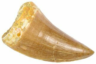 Fossil Mosasaur (Hainosaurus) Tooth - Morocco #364144