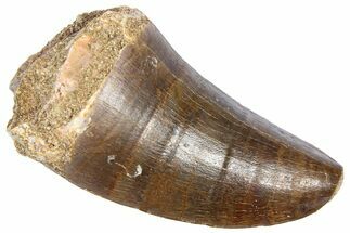 Fossil Mosasaur (Hainosaurus?) Tooth - Morocco #364147