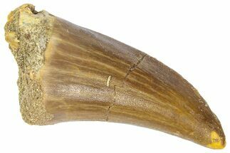 Fossil Mosasaur (Mosasaurus) Tooth - Morocco #364148