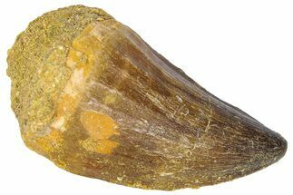 Fossil Mosasaur (Thalassotitan) Tooth - Morocco #364155