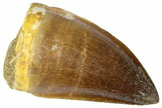 Fossil Mosasaur (Thalassotitan) Tooth - Morocco #364164