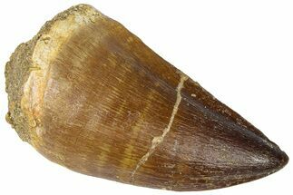 Fossil Mosasaur (Thalassotitan) Tooth - Morocco #364166