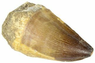 Fossil Mosasaur (Thalassotitan) Tooth - Morocco #364169
