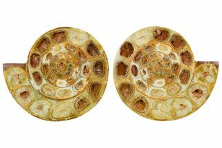 Cut & Polished Jurassic Ammonite (Perisphinctes) Fossil #364175