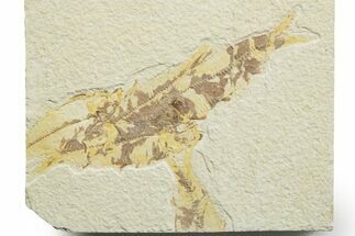 Limestone with Five Fossil Fish (Knightia) - Wyoming #363826