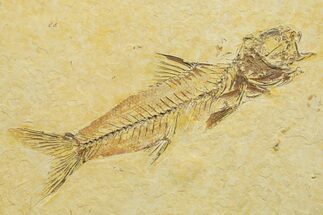 Fossil Fish (Amphiplaga) - Uncommon Species #363859