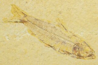 Detailed Fossil Fish (Knightia) - Wyoming #363862