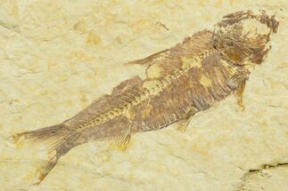 Bargain, Detailed Fossil Fish (Knightia) - Wyoming #363863