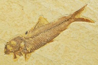 Detailed Fossil Fish (Knightia) - Wyoming #363864